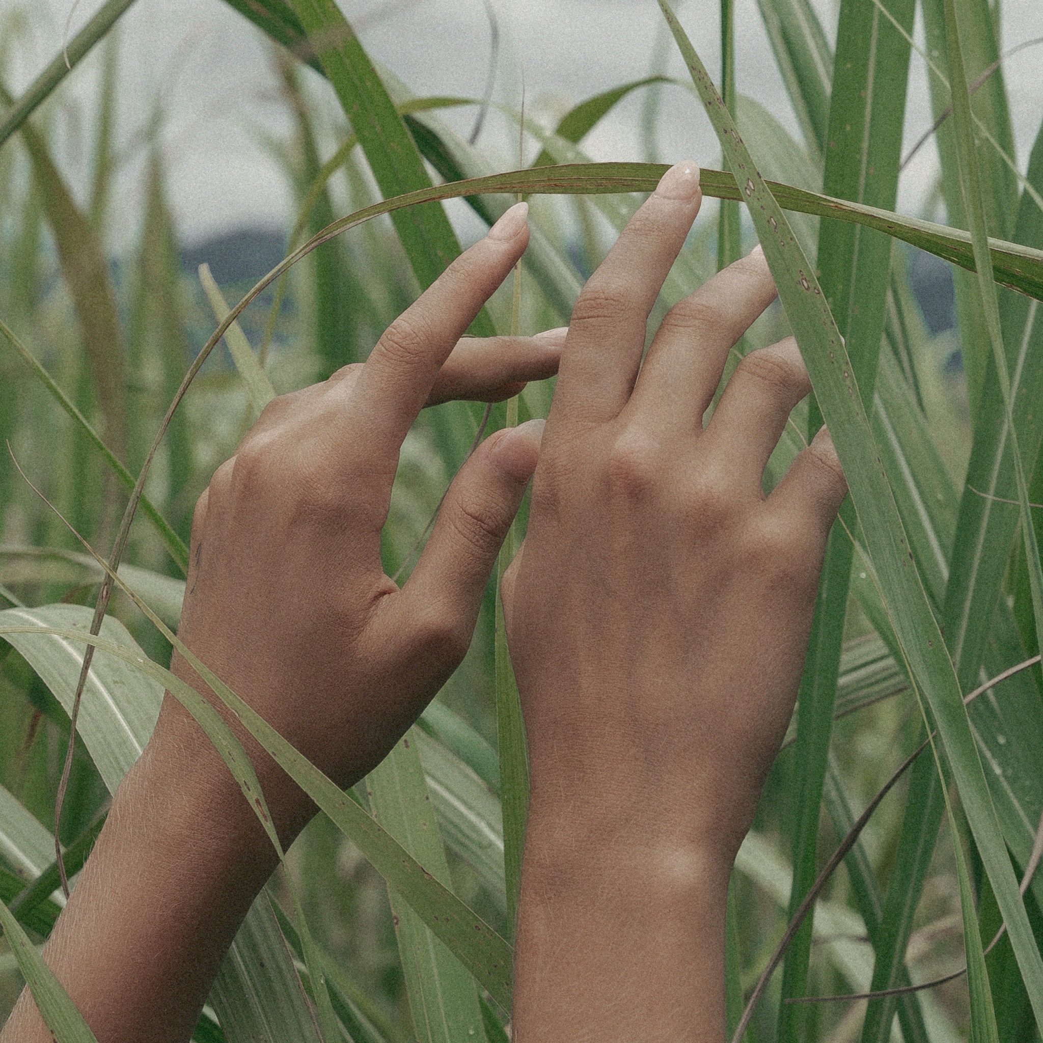 Veil Plant-Based Perfume Oil Rollerball